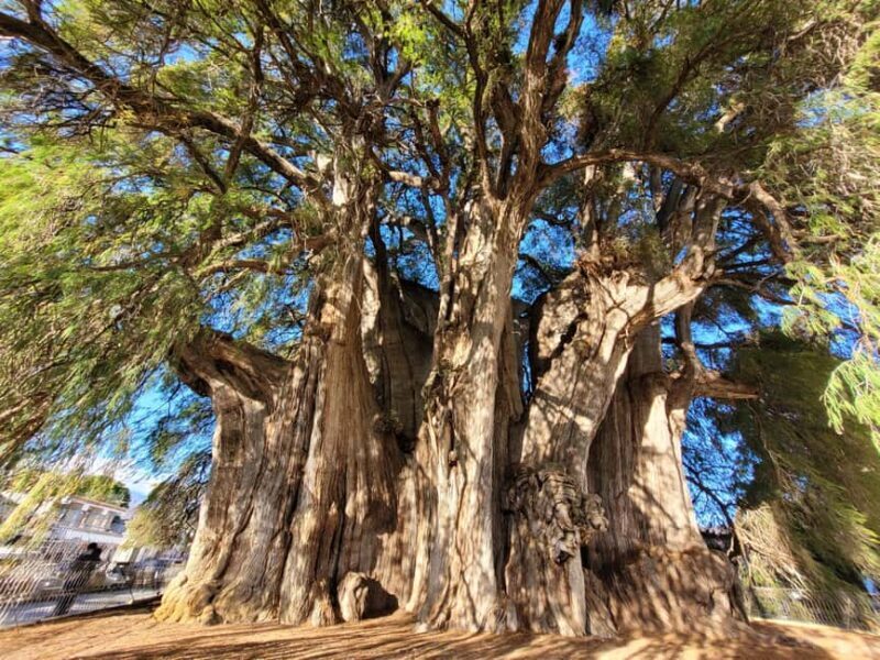 Oaxaca: Guided Bike Tour to the Largest Tree in the World - Key Points