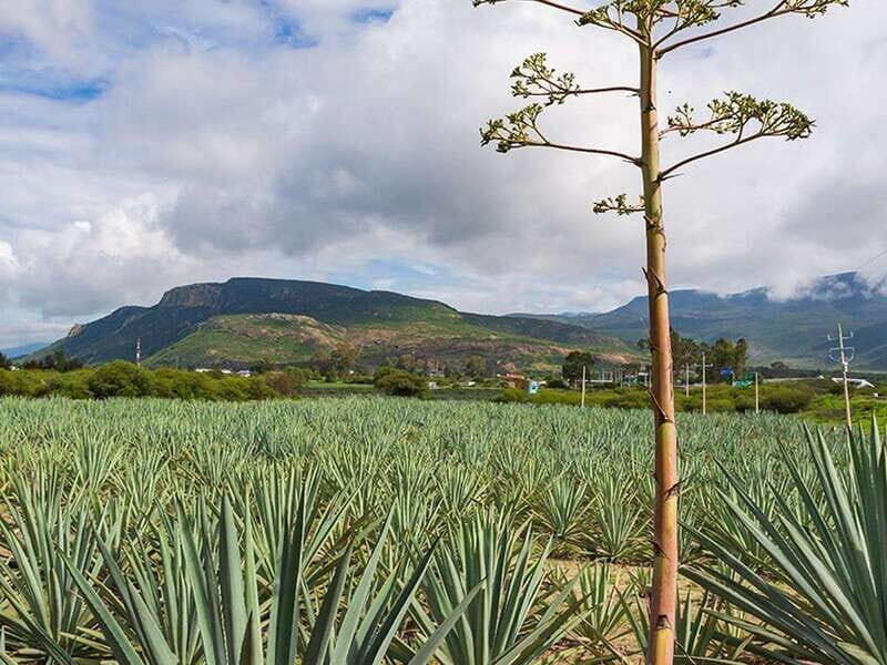 Oaxaca: Mezcal Distillery Tour with Tastings - FAQs