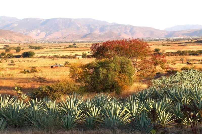 Oaxaca: Mezcal Tasting & Barrel Ride - Introduction