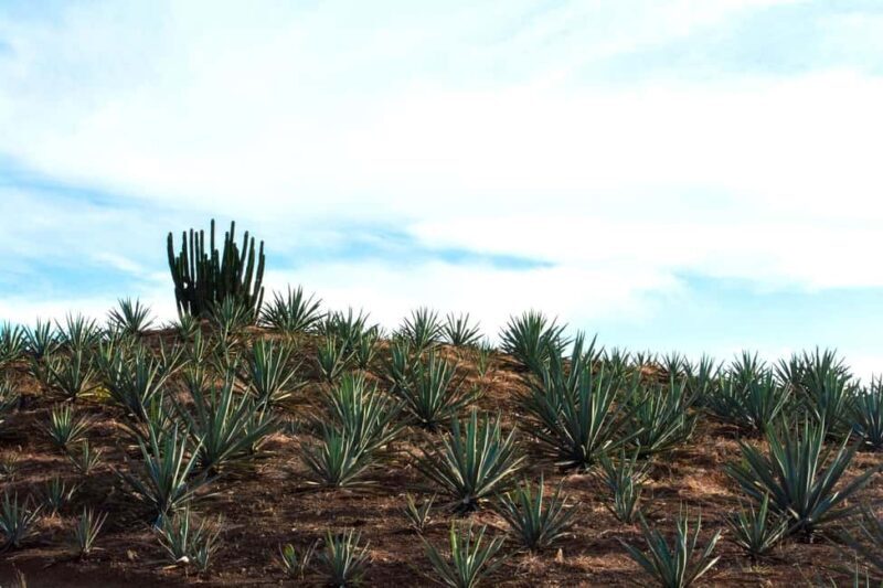 Oaxaca: Mezcal Tasting & Barrel Ride - The Practical Side: What You Need to Know