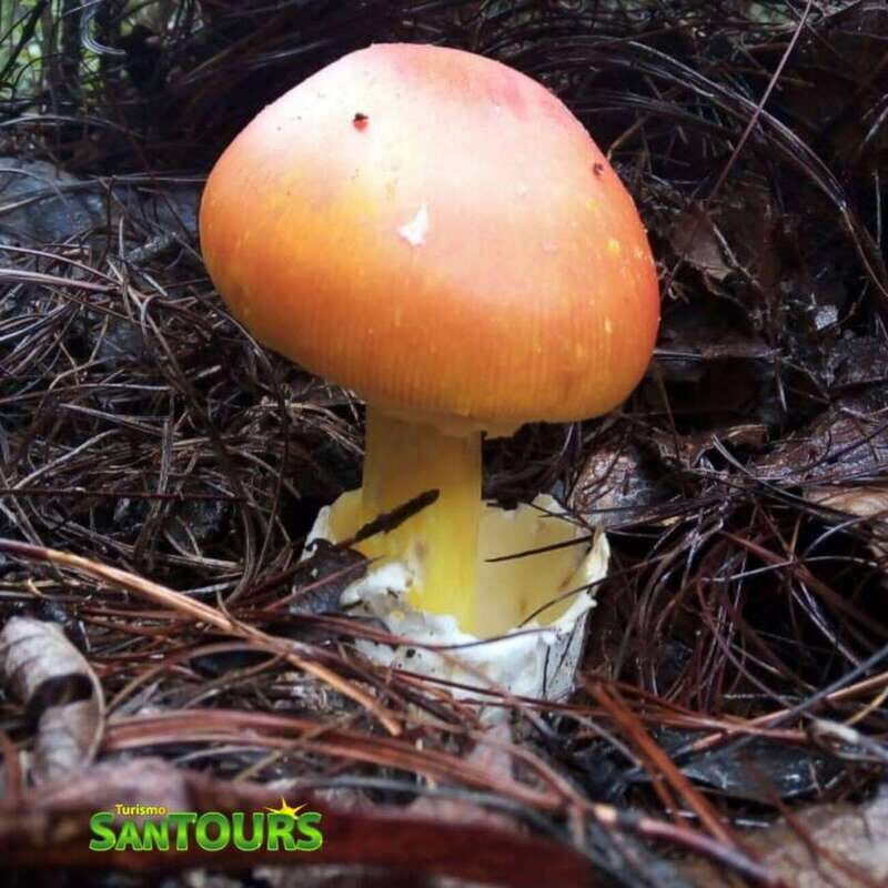 Oaxaca: Monte Albán Archaeological Tour - Who Should Consider This Tour?