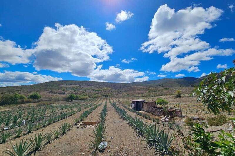 Oaxaca: Private Lunch in Maguey Fields with Mezcal Tasting - Final Thoughts