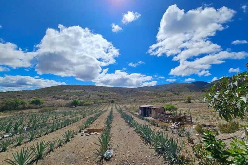 Oaxaca: Private Lunch in Maguey Fields with Mezcal Tasting - FAQs