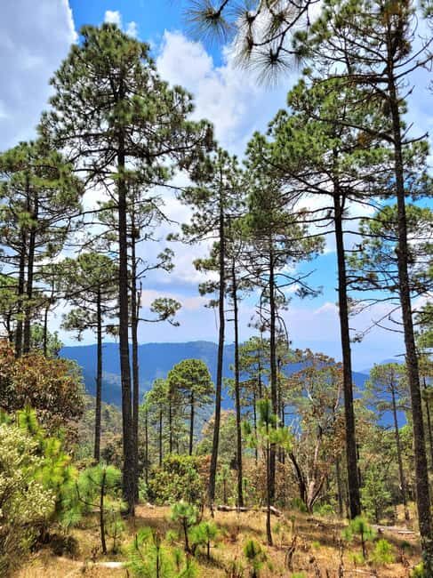 Oaxaca: Sierra Norte Ixtepeji Guided Hike & Lunch, Half-Day - Authenticity and Authentic Experience