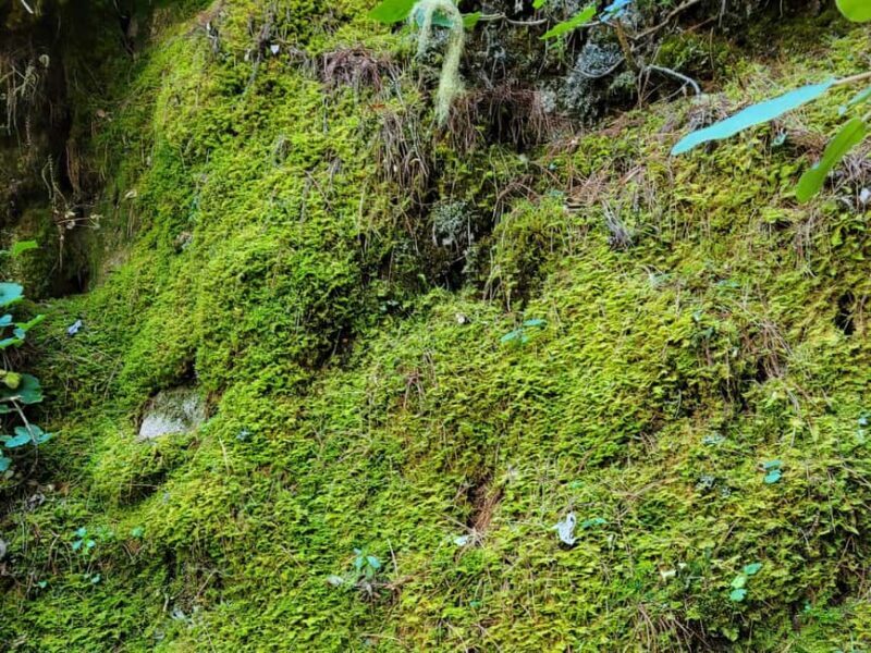 Oaxaca: Sierra Norte Ixtepeji Guided Hike & Lunch, Half-Day - Final Thoughts: A Half-Day That Delivers