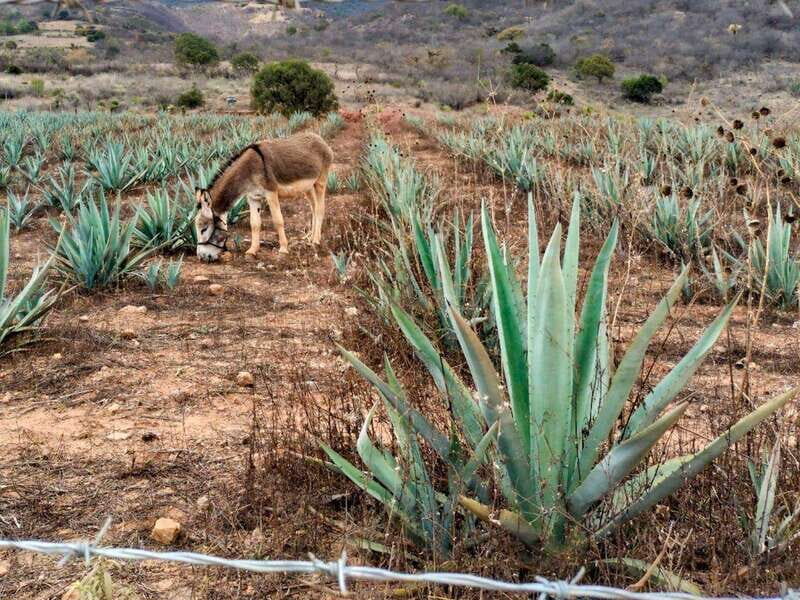 Oaxaca: Zapotec Roots, Mezcal and Textiles Tour - Overall Reflection