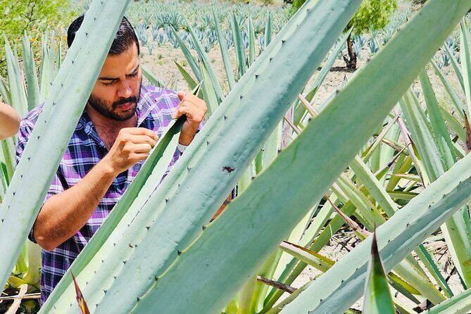 Oaxacan Mezcal Tour - Who Is This Tour Best For?