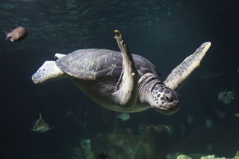 Oberhausen: SEA LIFE Oberhausen Entry Ticket - FAQ: Your Questions Answered