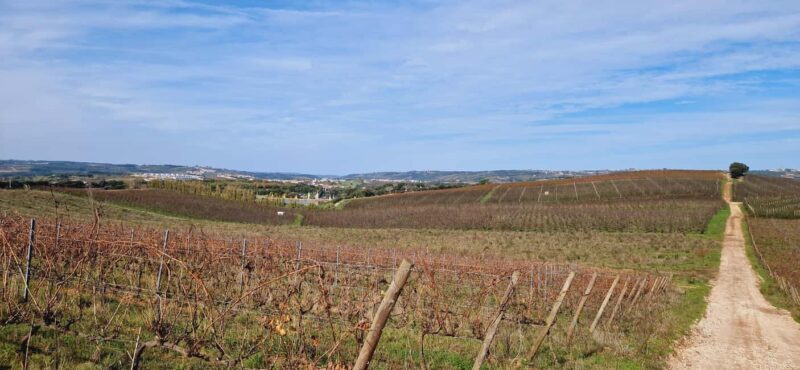 Óbidos: E-Bike Tour to Quinta do Gradil with Wine Tasting - Quinta do Gradil: The Highlight of the Day