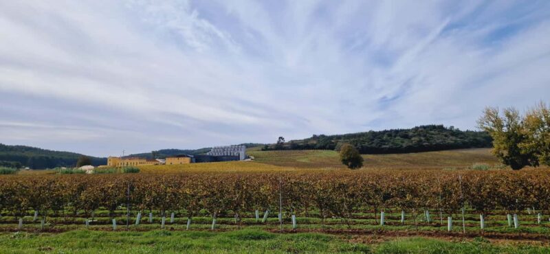 Óbidos: E-Bike Tour to Quinta do Gradil with Wine Tasting - Who Will Enjoy This Tour?