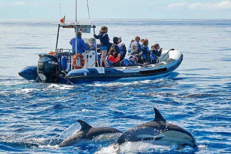 Observation of whales and dolphins in island Pico - Practical Details You Should Know