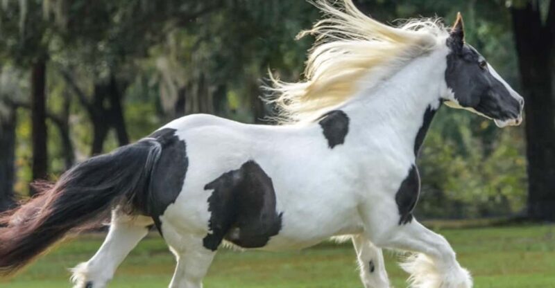 Ocala: Gypsy Gold Horse Farm Guided Walking Tour - What to Expect from the Gypsy Gold Horse Farm Tour