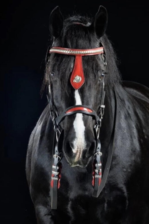 Ocala: Gypsy Gold Horse Farm Guided Walking Tour - The Practical Details