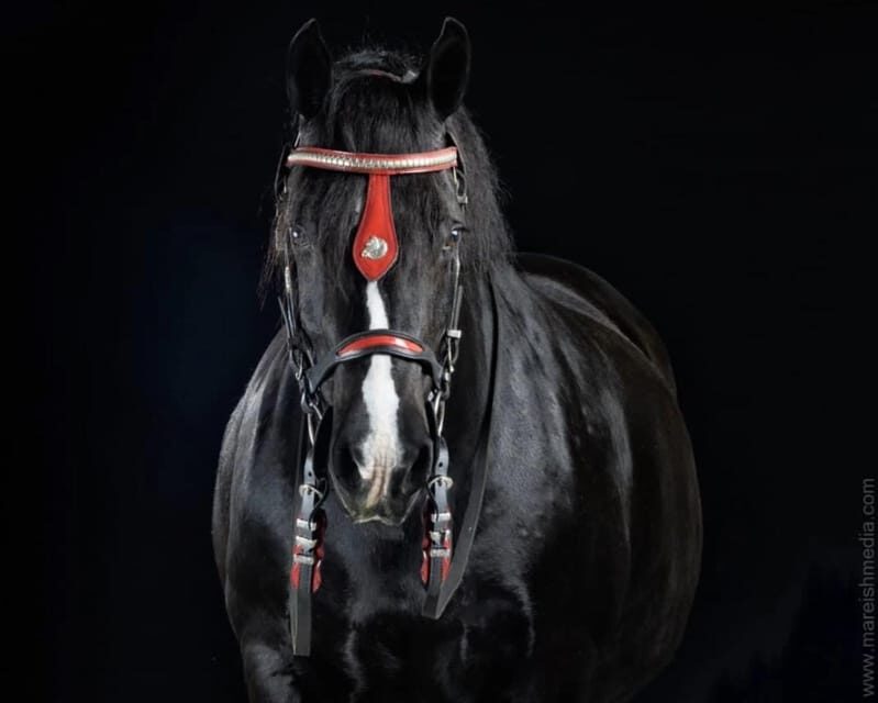 Ocala: Gypsy Gold Horse Farm Guided Walking Tour - Authentic Perspectives from Visitors