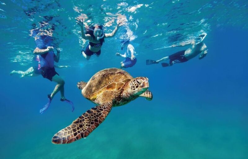 Ocean Reef Snorkeling and Paddleboarding - The Experience from Reviews