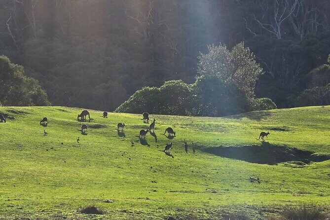 Ocean Road Private Tour from Melbourne - Starting Point: Torquay and Bells Beach