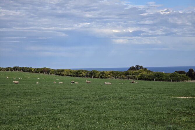 Ocean Road Private Tour from Melbourne - Wildlife Encounters: Kennett River Nature Walk