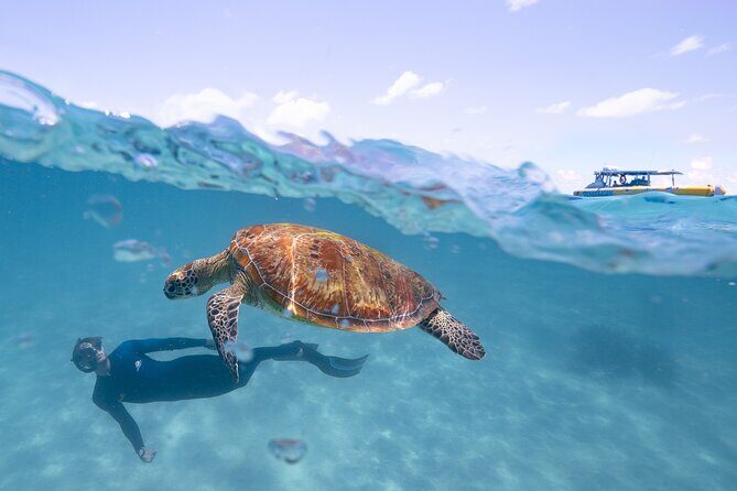 Ocean Safari Great Barrier Reef Experience in Cape Tribulation - Final Words