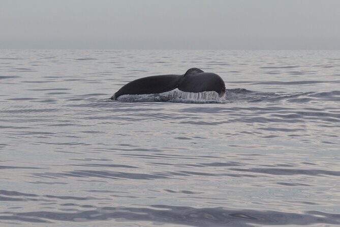 Ocean Safari in San Jose del Cabo - Practical Details and Logistics