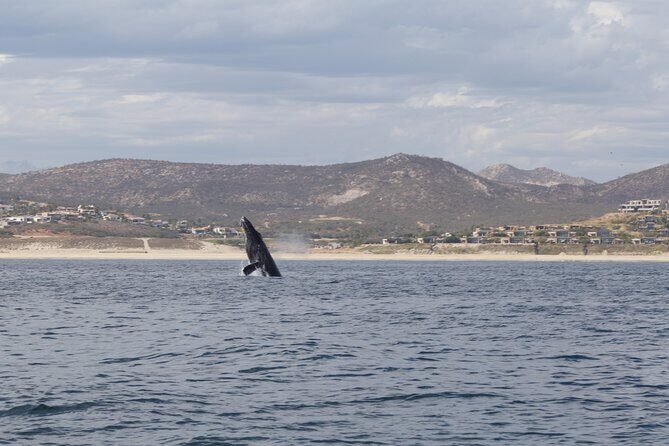 Ocean Safari in San Jose del Cabo - Who Would Enjoy This Tour?