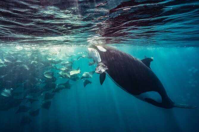 Ocean Safari: Sea Lions, Mobula Rays, Dolphins, Orcas & Whales - Who Is This Tour Best For?