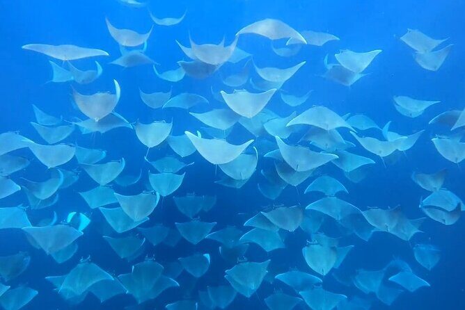 Ocean safari, snorkel with pelagic animals - Key Points