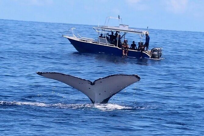 Ocean safari, snorkel with pelagic animals - Final Thoughts: Is It Worth It?