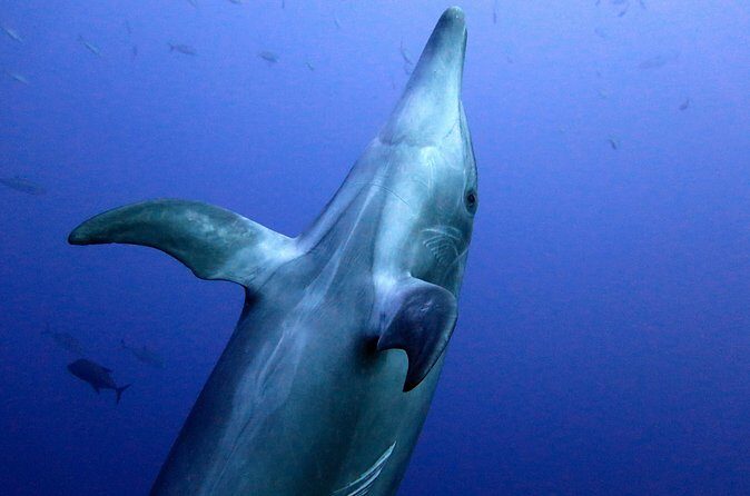 Ocean safari, snorkel with pelagic animals - FAQ About the Ocean Safari in Cabo San Lucas