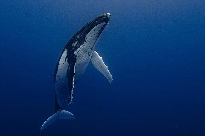 Ocean Safari Tour in Cabo San Lucas - Key Points