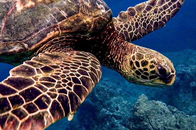 Ocean Safari Tour in Cabo San Lucas - What to Expect from the Ocean Safari Tour in Cabo San Lucas