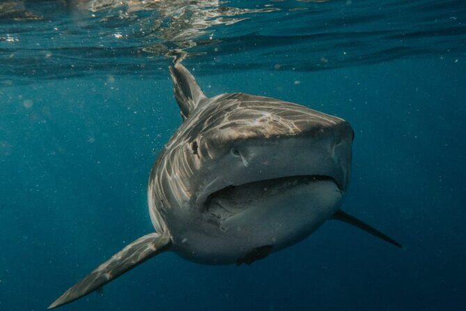 Ocean Safari Tour in Cabo San Lucas - FAQs about the Ocean Safari Tour in Cabo San Lucas
