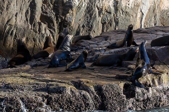 Ocean Safari Tour in Cabo San Lucas - Final Thoughts