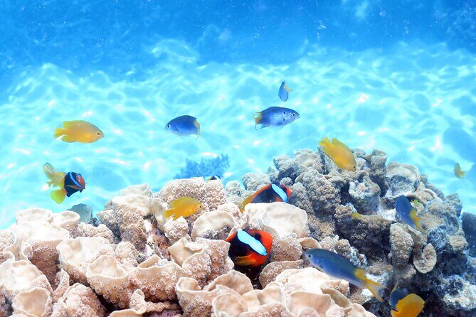 Ocean Spirit Sail to Michaelmas Cay Snorkel or Dive, from Cairns - Final Thoughts: Who Is This Tour Perfect For?