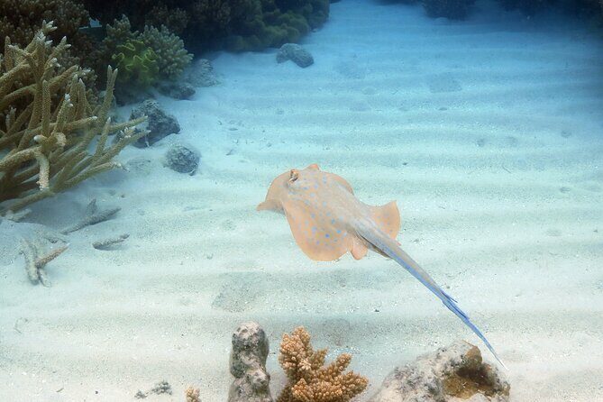 Ocean Spirit Sail to Michaelmas Cay Snorkel or Dive, from Cairns - FAQs