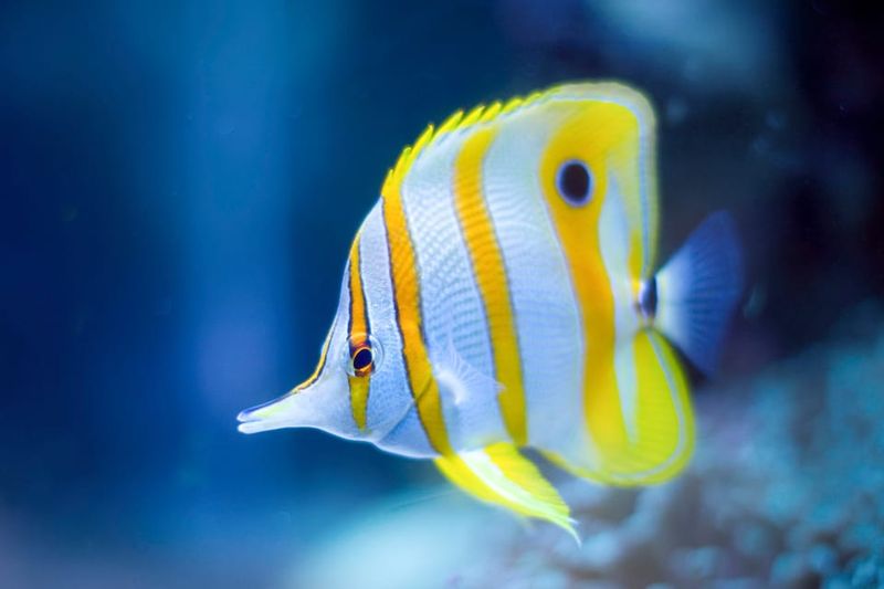 Oceanographic Museum of Monaco Ticket - Oceano Odyssey: the futuristic submersible moment