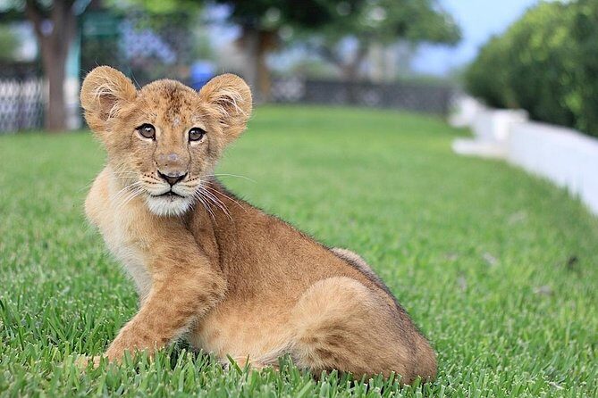 Of Monterrey Biopark Star - FAQs