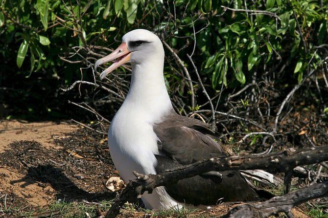 Off-Road Adventure Tour on Oahu's North Shore - Final Thoughts