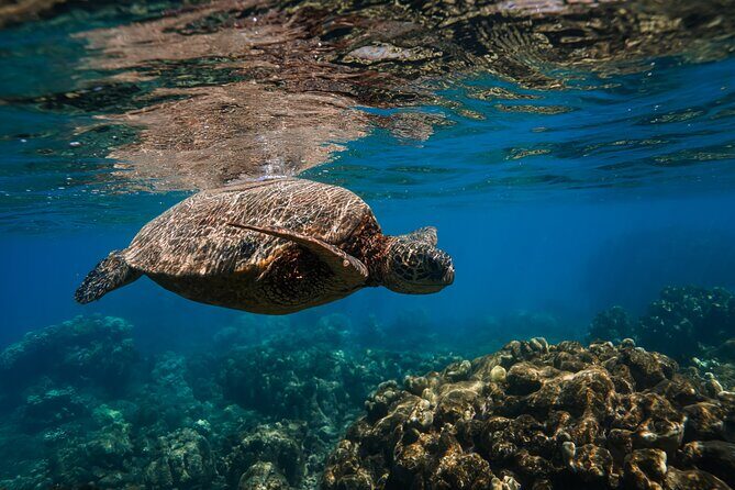 Off Road Coastal Tour 4x4 Vehicle With Snorkel, Photo and Video - Final Thoughts