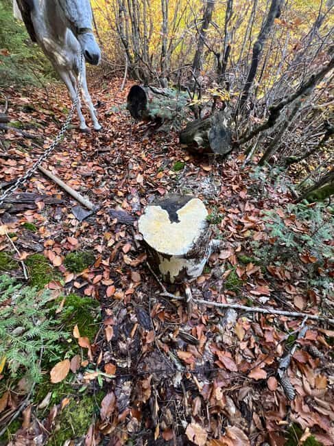 Off-Road & Hiking Adventure from Korçë to Valamara - Who Is This Tour Best For?