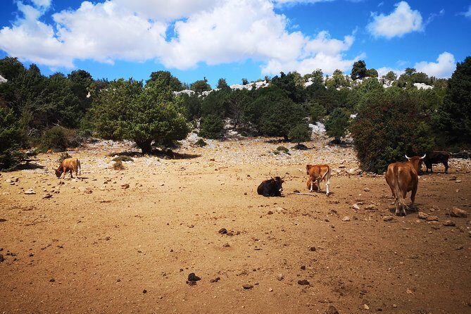 Off-road tour in the Supramonte and visit to Pischina Gurthàddala - Who Would Love This Tour?