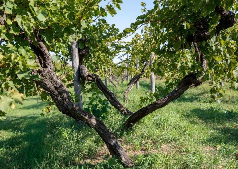 Off-road tour through vineyards and organic wine tasting at Villa Bogdano 1880 - A Scenic Journey Through Veneto’s Historic Vineyards