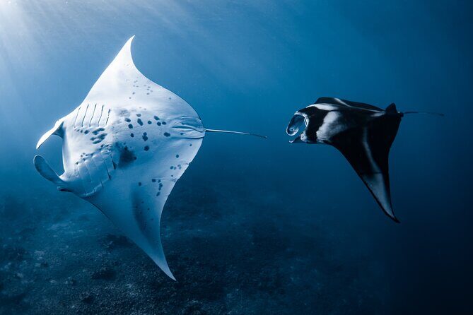 Offshore Safari Adventure in Kona with Underwater Videos - What to Expect on the Tour