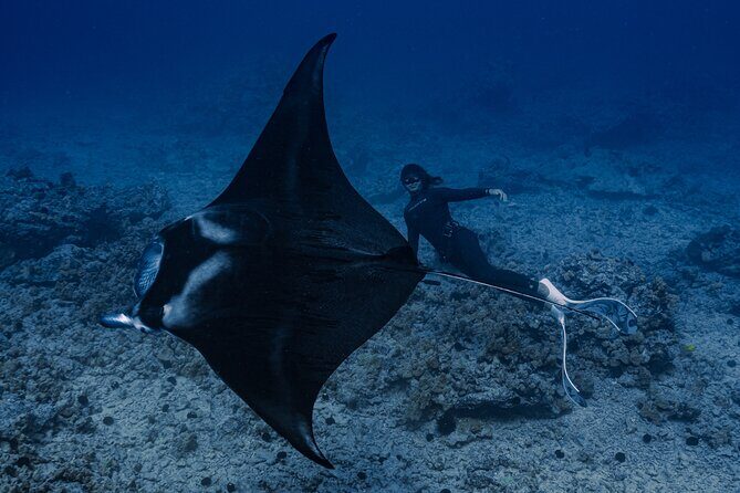 Offshore Safari Adventure in Kona with Underwater Videos - Is This Tour Right for You?