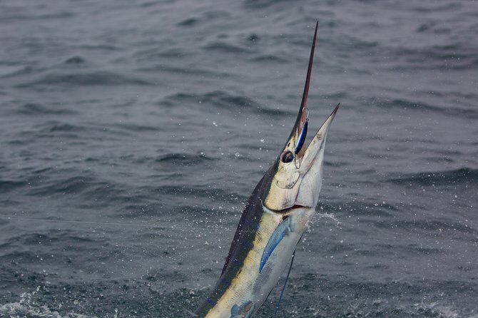 Offshore Sport & Flyfishing - 7 hours - Key Points