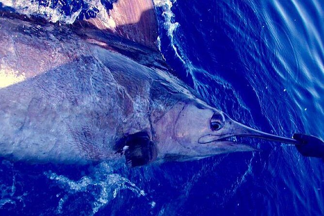 Offshore Sport & Flyfishing - 7 hours - FAQ