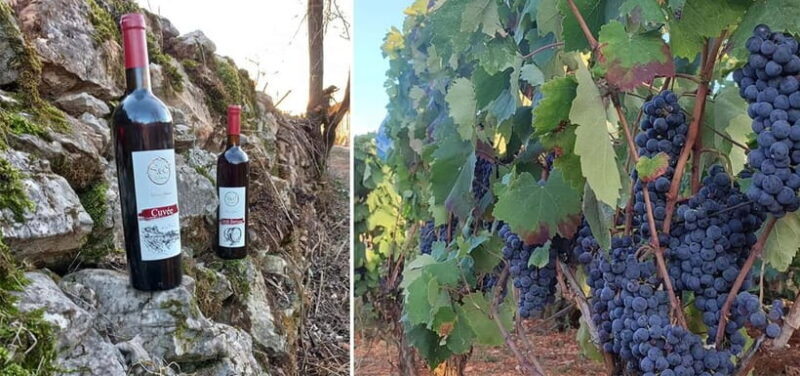 Ohrid: S&S Winery Tour and Wine Tasting Experience - Final Thoughts