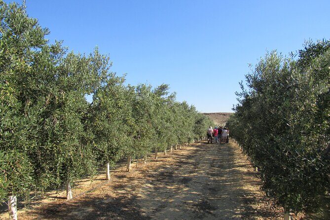 Oil tourism in Pulpí Discover the World of EVOO - Final Thoughts: Who Will Love This Tour?