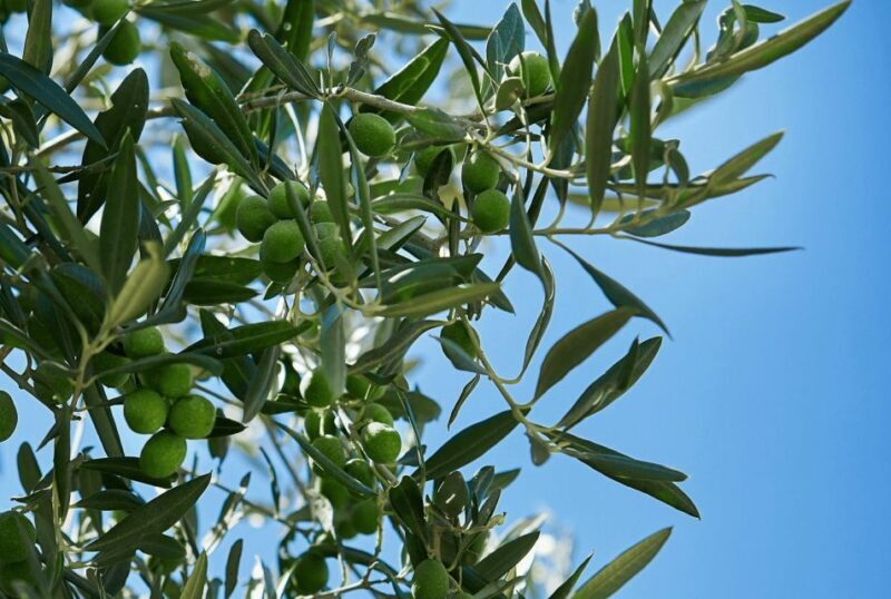 Oil & Wine Tasting - Introducing the Oil & Wine Tasting Experience in Sicily