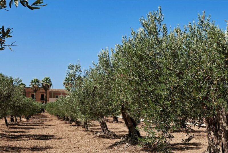 Oil & Wine Tasting - Wine and Olive Oil Tasting – A Flavor Journey