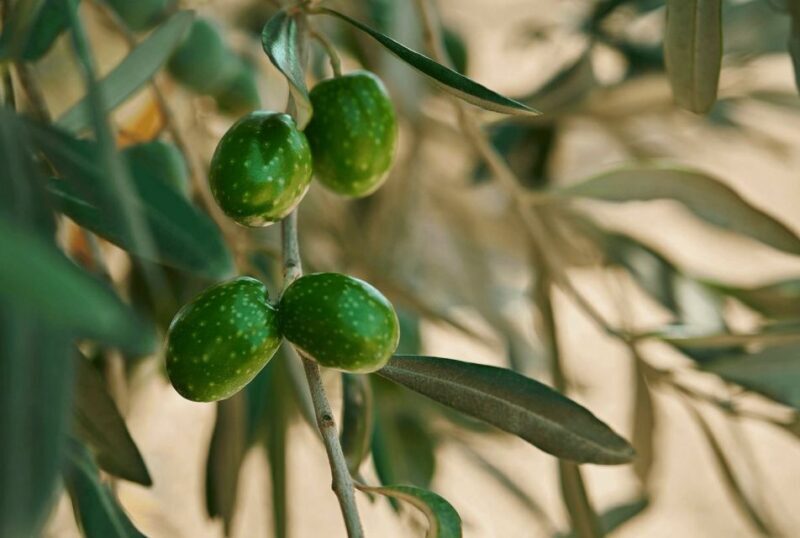 Oil & Wine Tasting - Who Should Consider This Tour?